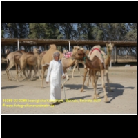 29289 02 0088 koenigliche Kamelfarm, Bahrain, Emirate 2017.jpg